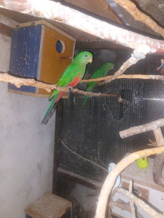 Papagali Rege Australian