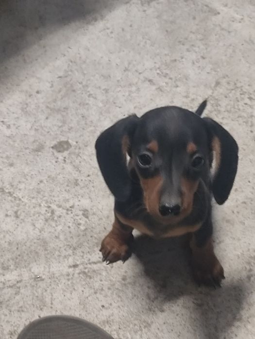 Продам Щенков такса