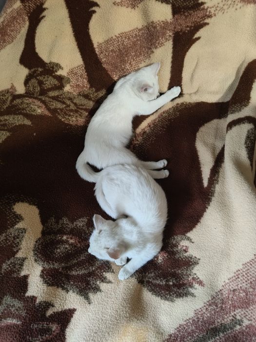 Као Мани,Лапуски мои