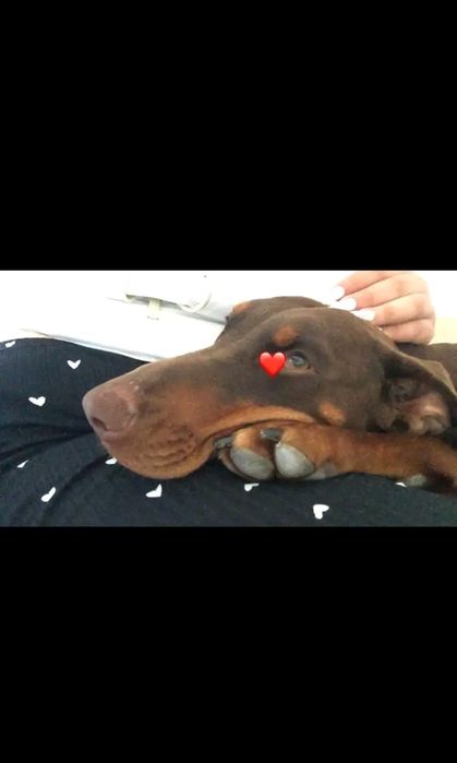 Donez Doberman Maroniu