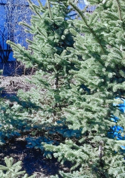 Продам ели сибирские  ели голубые