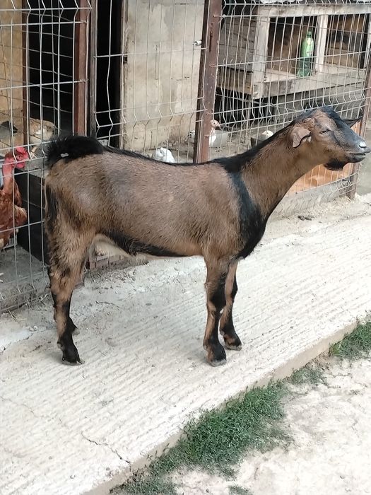 Țap metis anglo-nubian/alpin