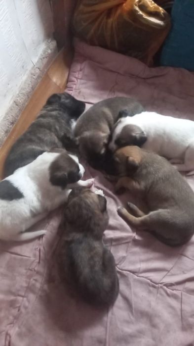 Щенки в хорошие руки