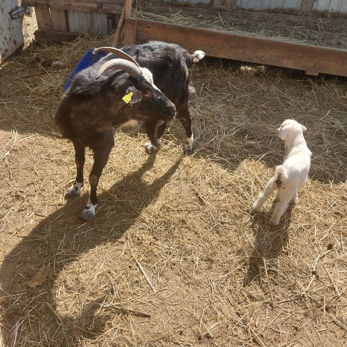 Сүтті ешкі сатылады