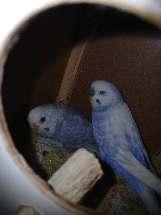 Twyyir ishlab turgan popugaylar sotiladi sog'lom