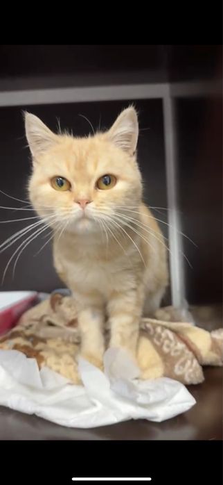 Кошечка в добрые руки