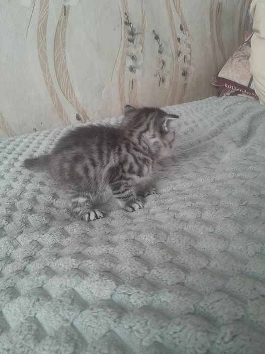 Продам Британских котят