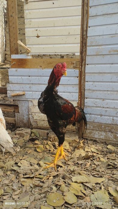 Чожа хороз сотилади