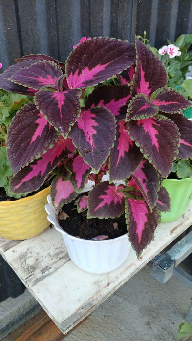 Комнатные цветы герани