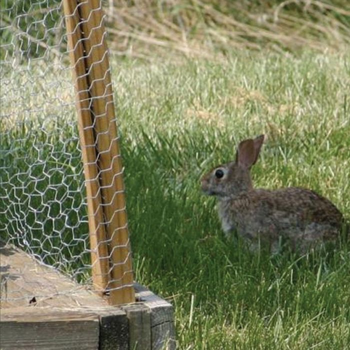 Plasa gard gaini animale tencuit rabit rabitz 25m 5 suluri