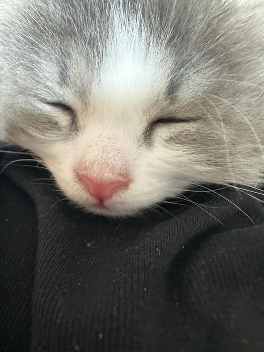 Котики,в хорошие руки