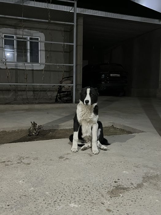 Алабай күшік 5 айлық