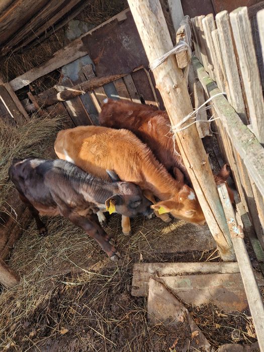 Продам телят бычки 2,5,мес