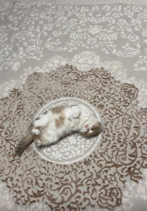 Отдаем вислоухую шотландку