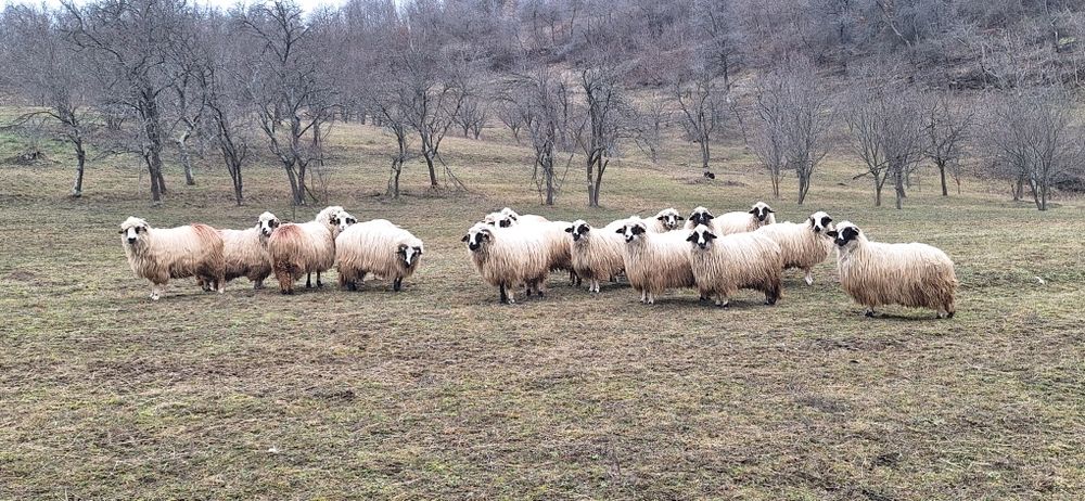 Vând 28 de oi tinere .10 cu miei ,5 mai trebuie să fete si restu noati
