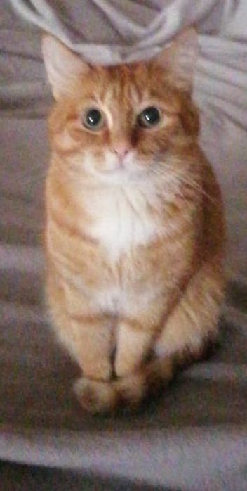 Молодой котик кастрат