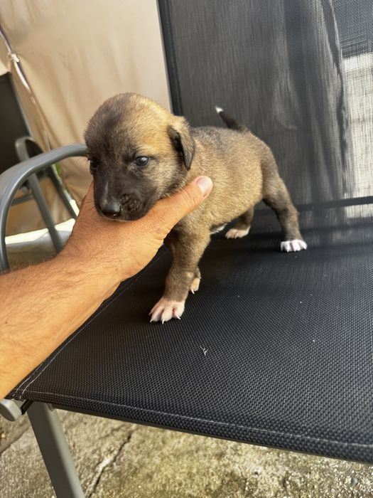 Donez catei mama este malinois si tatal ciobanesc de bucovina
