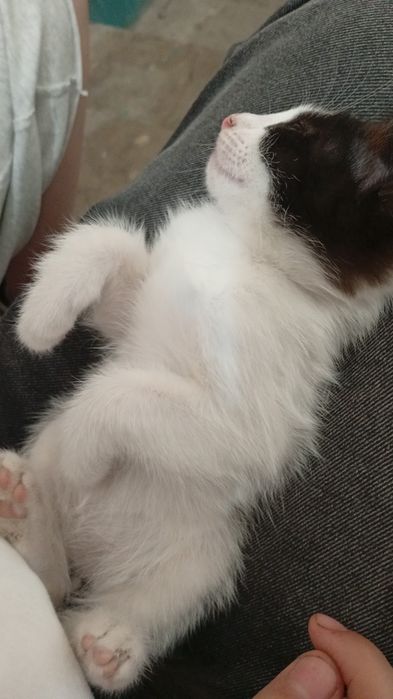 2котёнки 1мамаша