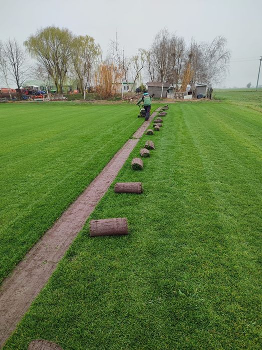 Gazon rulou 24 de lei metru pătrat, transport și montaj inclus în preț