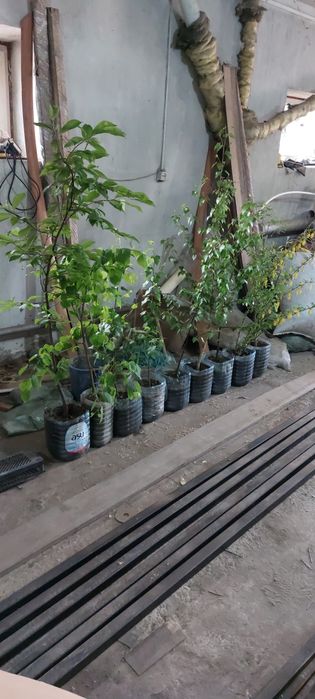 Продам саженцы, и.т.д.
