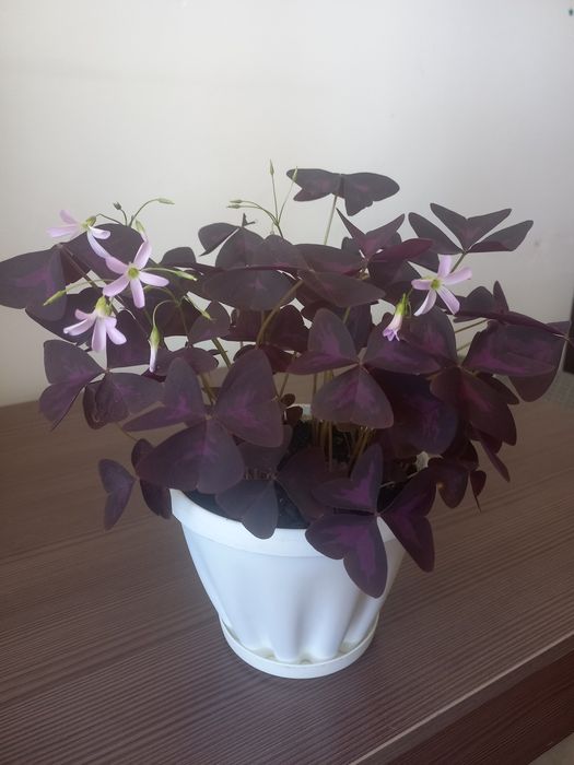 Оксалис. Кислица