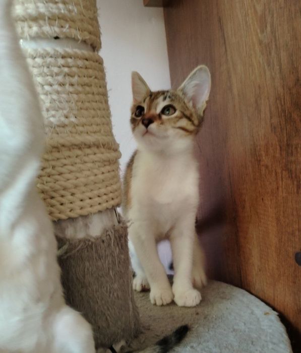 Котята в ответственные руки!
