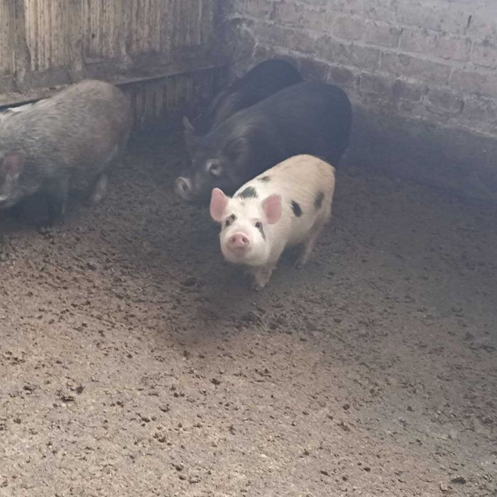 Виетнамски прасенца