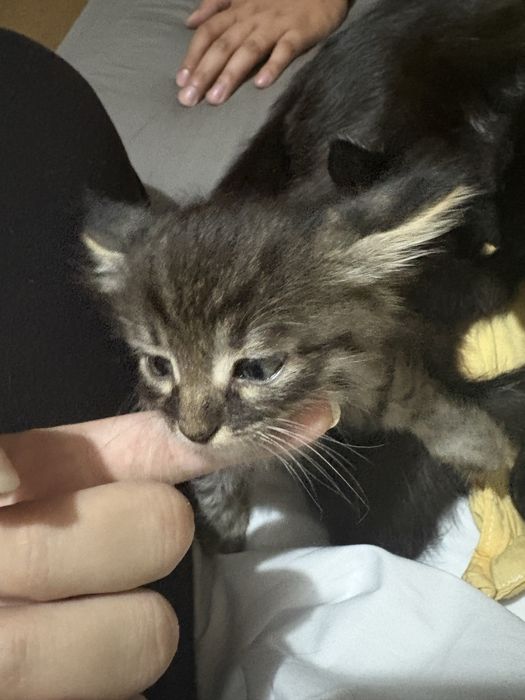 Отдаем котят в добрые руки , срочно!!!