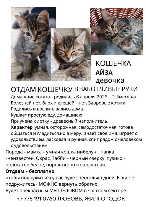 Отдаю умных котят