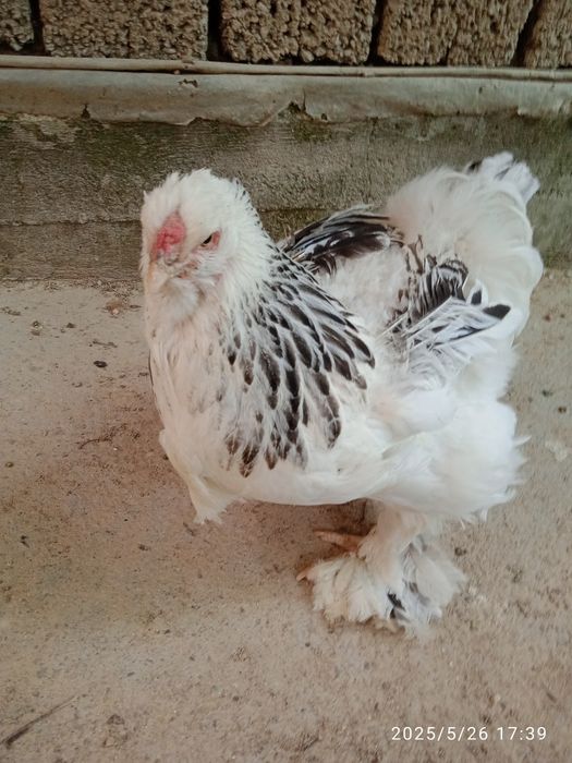 4 ta brama tovuq xorozlar sotiladi 1yosh tuhumda