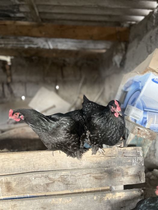 1 қораз 3 тауық сатылады