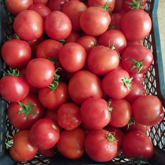 Продам помидоры домашние