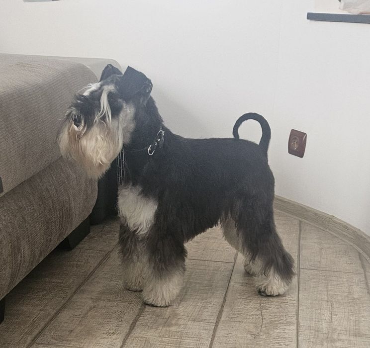 Schnauzer pitic negru argintiu