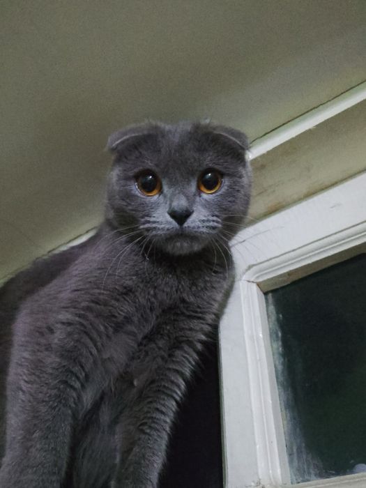 Scottish fold zotli mushuk