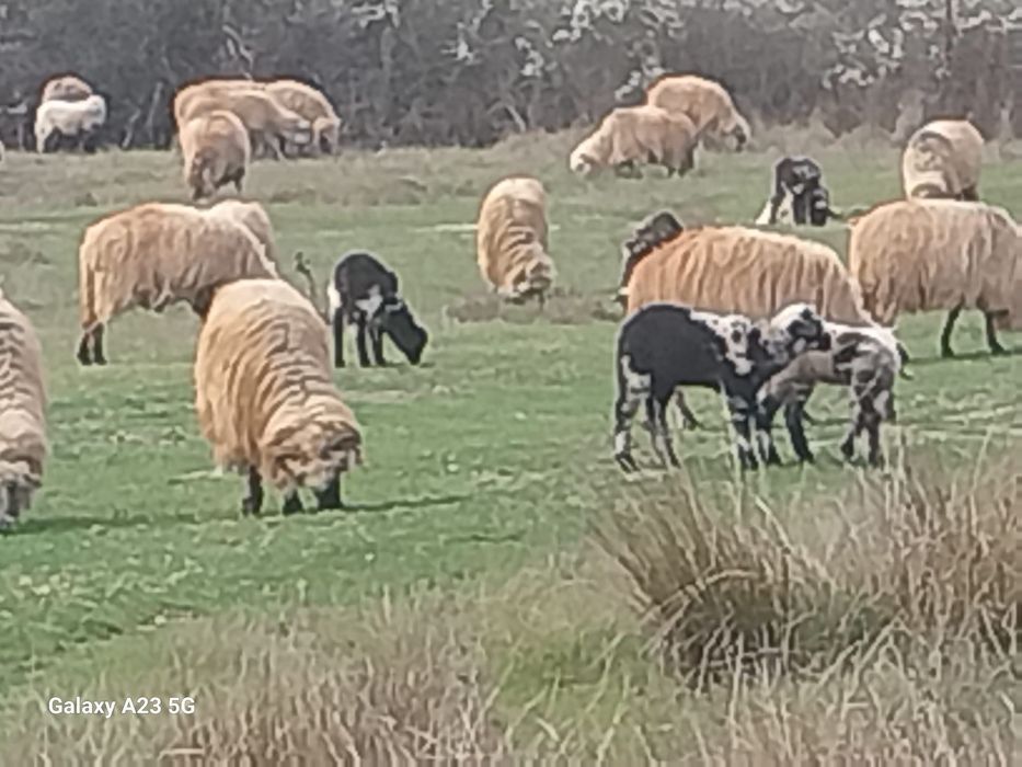 Oi cu miei de vanzare