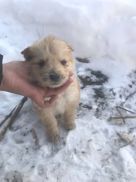 Отдадим щенков в добрые руки