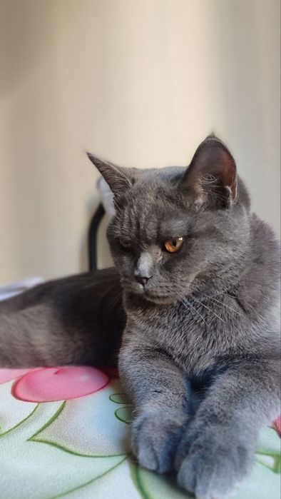 Вяска учун эркак мушук. Британский.