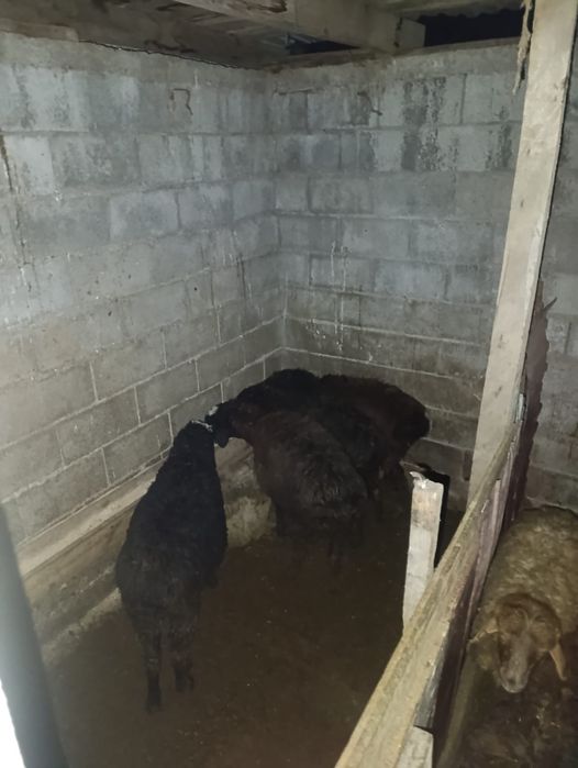 Продам жирных токты