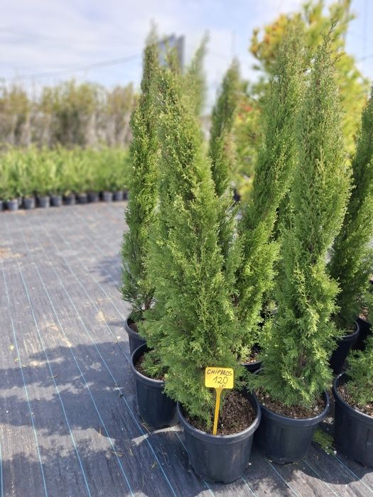 Deținem o gama larga de plante ornamentale