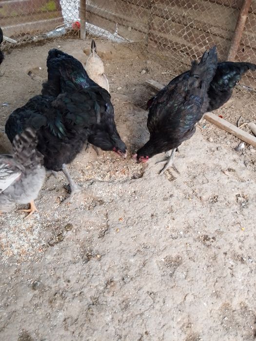 Гигант тауық сатылады