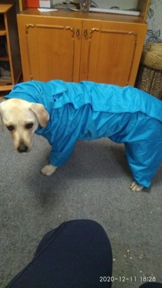 Дъждобран за голямо куче