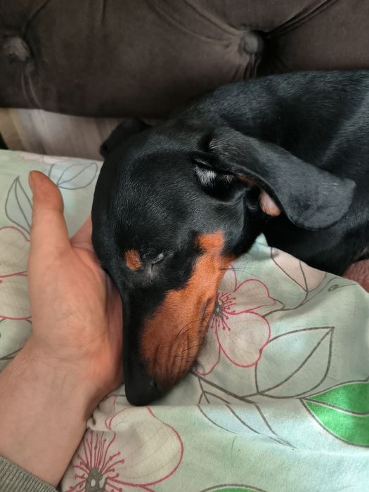 Собака такса ищем сучку на случку