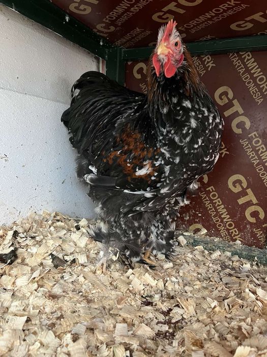 Петел Кохин 5 месеца