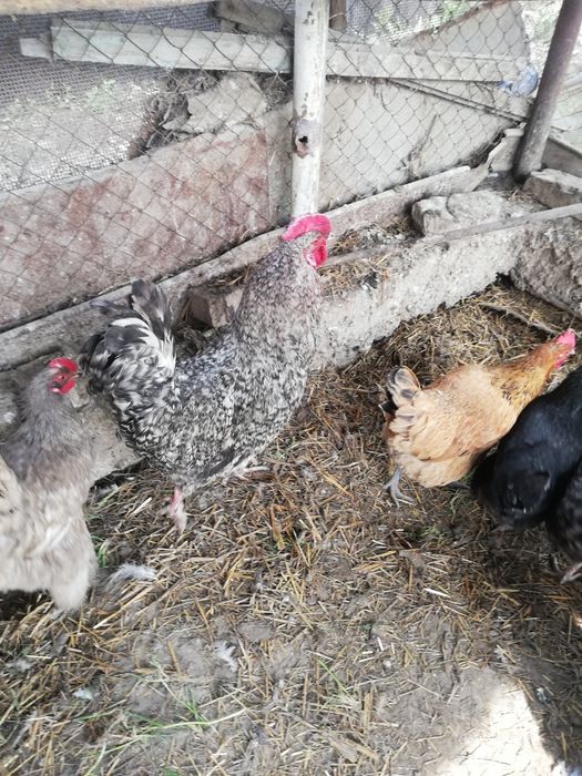 Петухи молодые, домашние