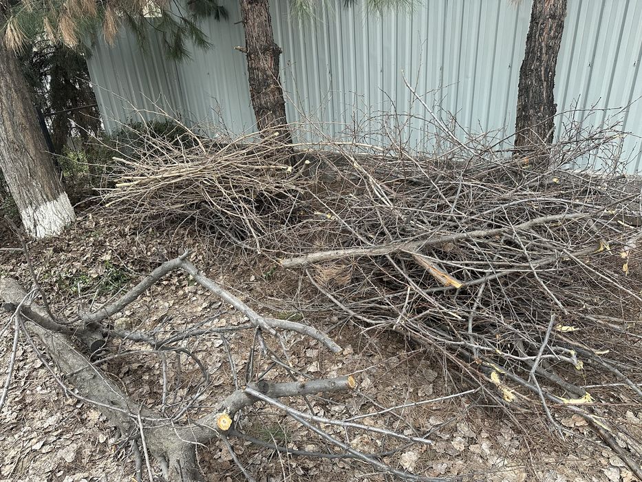 Daraxt shoxlari keb obketsela boldi