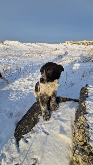 Щенки в добрые руки