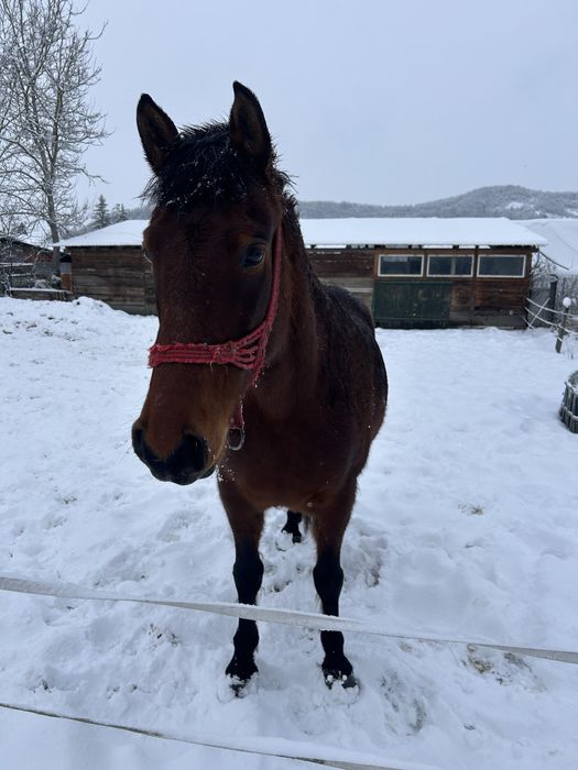 Cal de calarie de vanzare