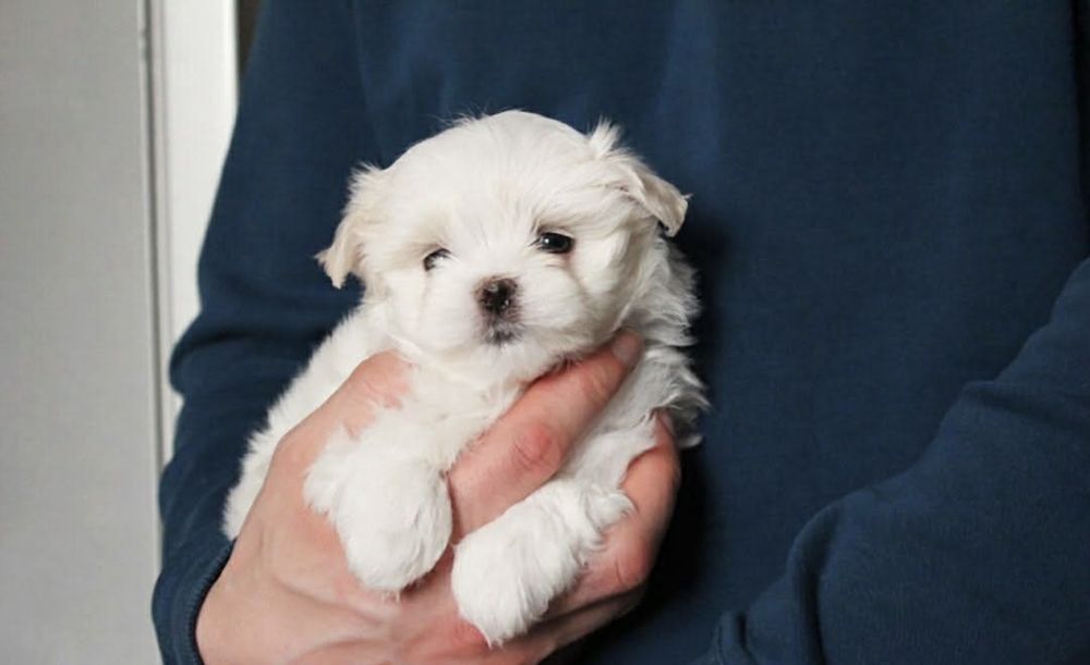 Fetita bichon maltez mini toy