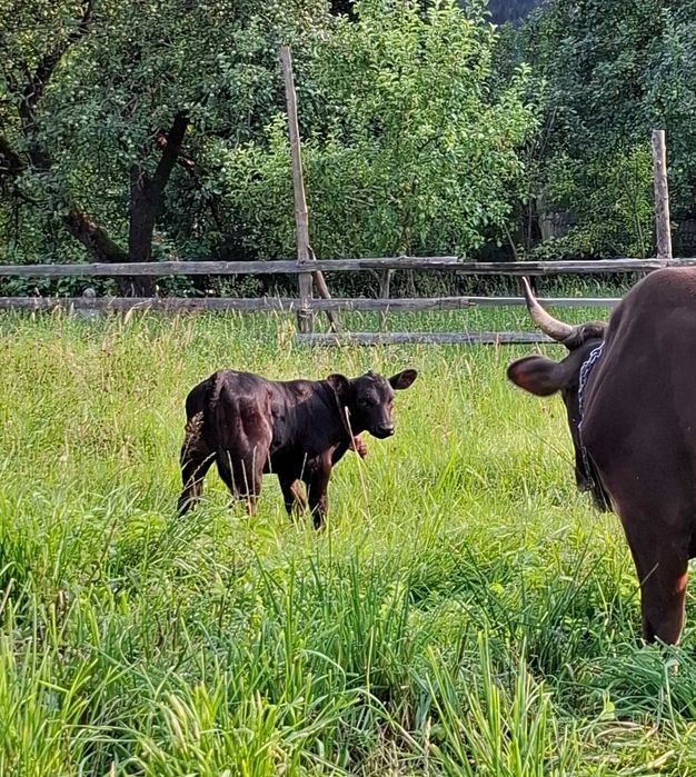 Vacă și vițică de vanzare