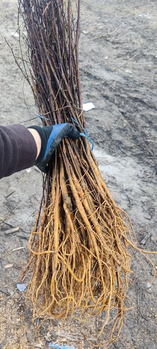 Puieți de salcâm frasin paltin fag carpen mesteacăn tei brad pin molid